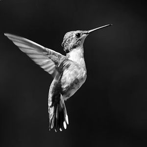 Meet your Posher, Joel